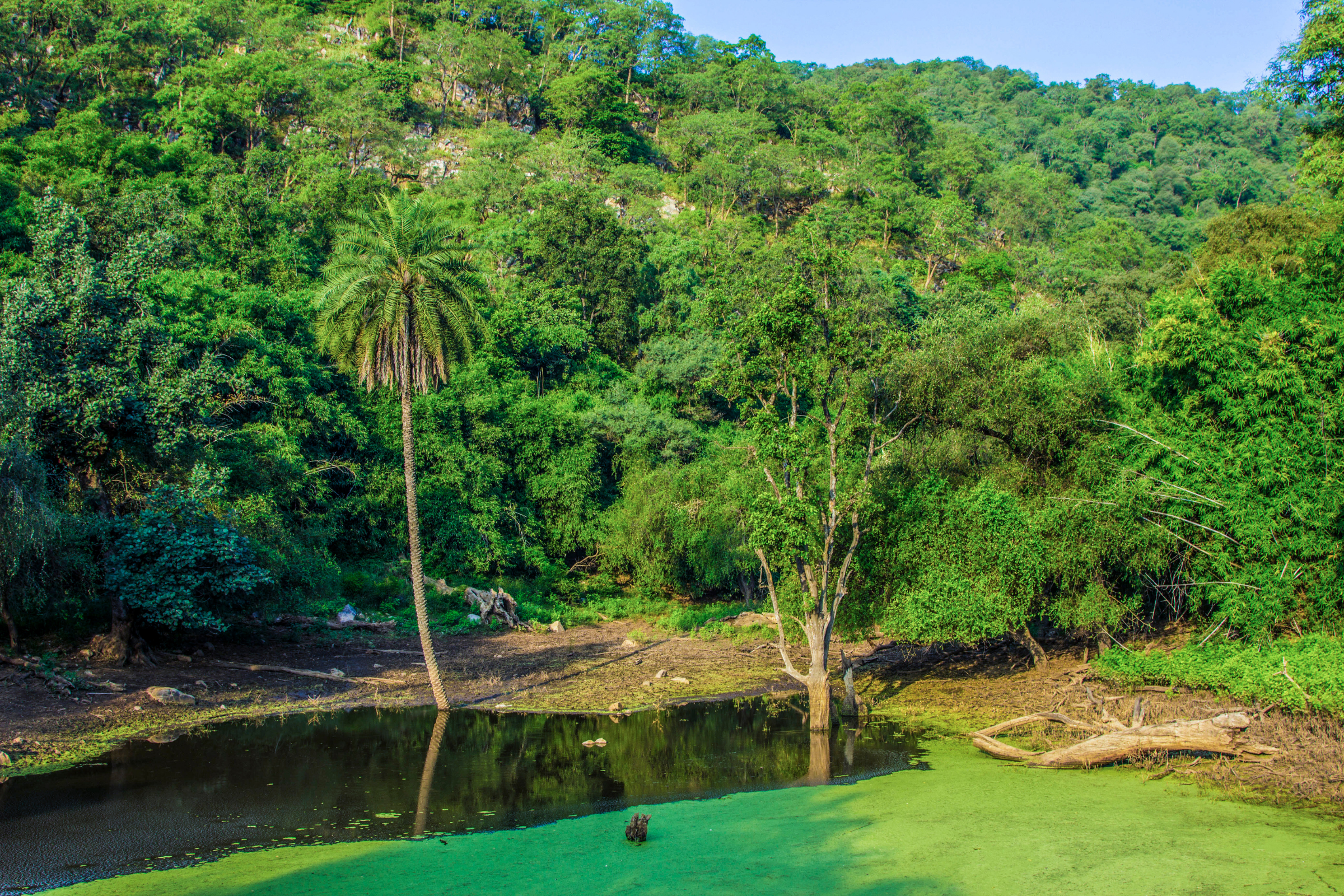 sariska national park (2).webp